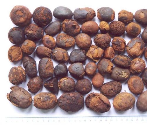 Cattle Gallstones