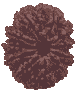 11 Mukhi Rudraksha