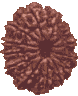 13 Mukhi Rudraksha