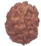 2 Mukhi Rudraksha