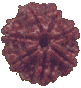 7 Mukhi Rudraksha