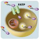 Fatty Acids