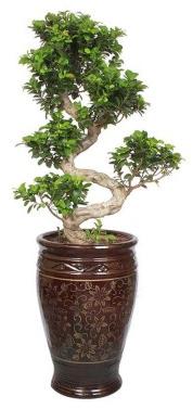 Natural Ficus Bonsai Plant, For Nursery Use, Plantation, Length : 0-2Ft, 2-5Ft