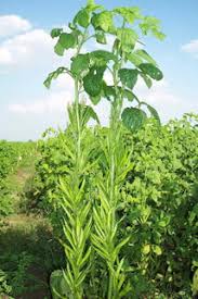 Guar Gum Plant