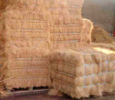 Coir Fibre