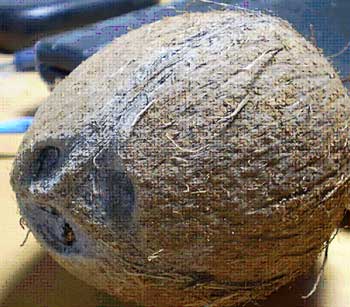 Tender coconut, Shelf Life : 3-5 Days