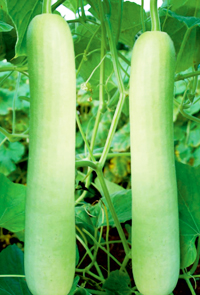 Hybrid Bottle Gourd