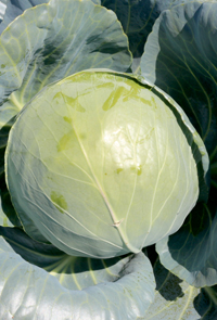 Hybrid Cabbage