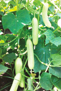 HyBrid Cucumber