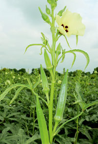 Hybrid Okra(Bhendi)