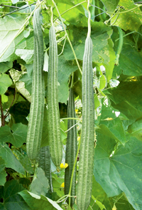 Hybrid Ridge Gourd