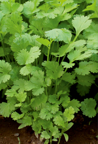 Improved Coriander