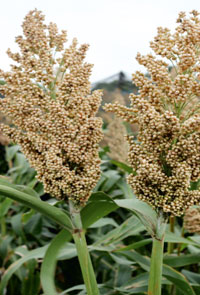 Jowar, Cultivation Type : Natural