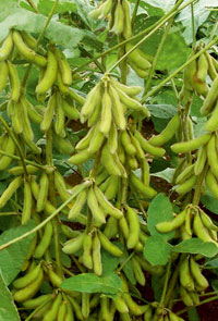 Soybean