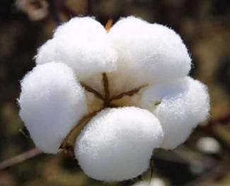 Raw Cotton, Color : White