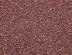 Buyer Brand Mustard Seeds