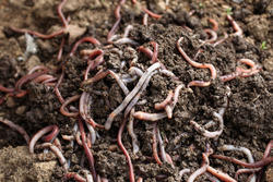 Vermicompost, Feature : Excellent Texture