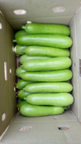 Fresh Bottle Gourd