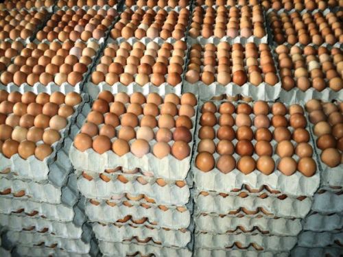 Farm Fresh Poultry White Shell Chicken Table Eggs