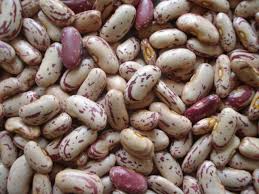 Long Shape Light Speckled Kidney Bean