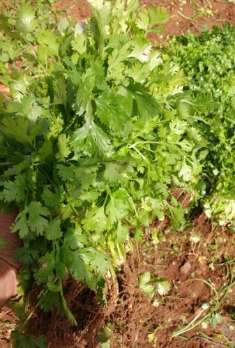 Fresh Coriander Leaves