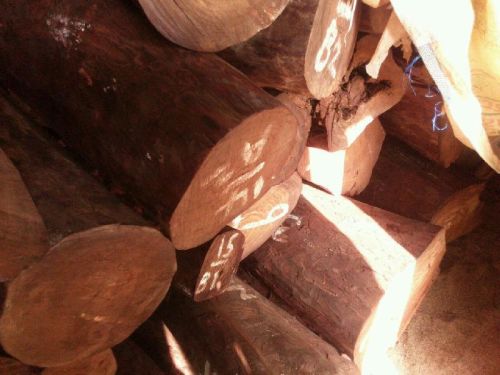 Red Sandalwood Logs &living Trees Of Grade-A