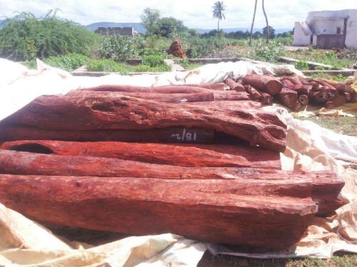 Red Sandalwood Logs & Living Trees Seller