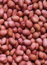 Groundnut seeds