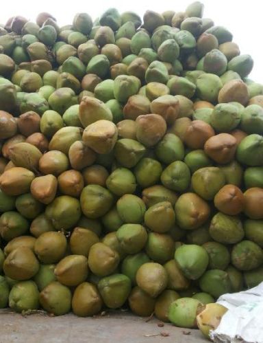 Green coconut, Type : Fresh