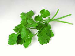 Fresh Coriander Leaves