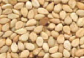 Natural Sesame Seeds, Packaging Size : 25kg