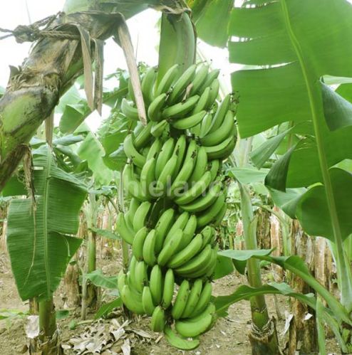 Fresh Bananas, Color : Green, Yellow