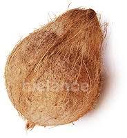 550-700 Gms Fresh Semi Husked Coconut, Size : 13-14 Inches