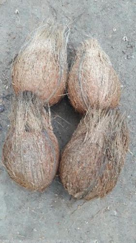 Natural Semi Husked Coconuts, Color : Brown