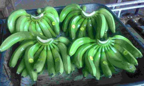 Fresh Cavendish Banana