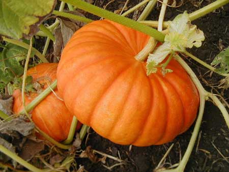 Fresh Pumpkin