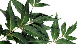 Neem Leaves