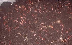 Vermicompost Organic Fertilizer