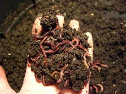 Vermiculture