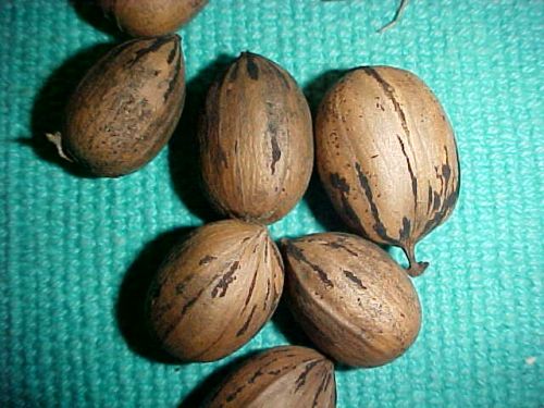 Pecan Nuts