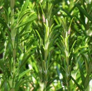 Rosemary Aromatherapy Oil