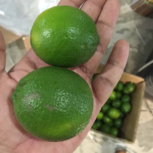 Fresh Seedless Lime