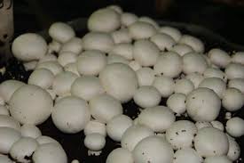 Natural Button Mushroom, For Cooking, Packaging Type : Customized Packing