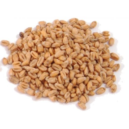 Malted Wheat