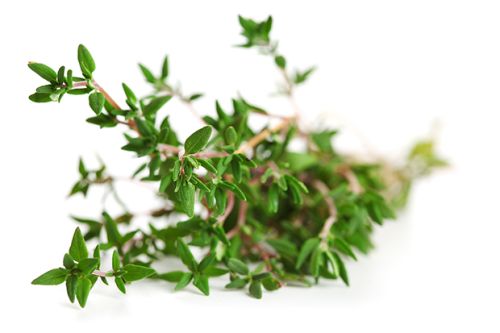 Natural Thyme, For Medicines, Form : Liquid