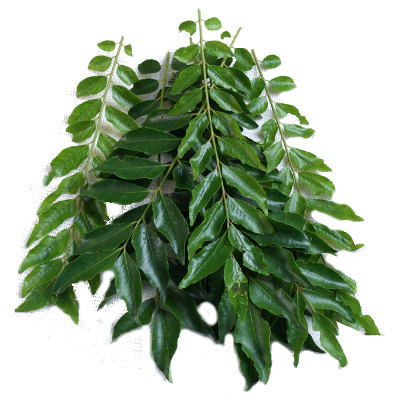 Organic Curry Leaves
