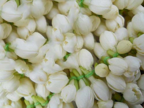 Fresh Jasmine Flowers