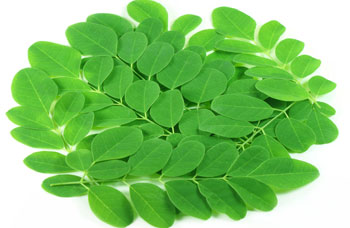 Moringa Leaves