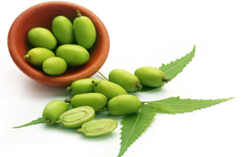 Neem seeds