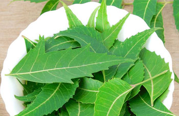 Neem Leaves